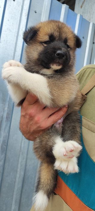 Американська акіта : цуценята