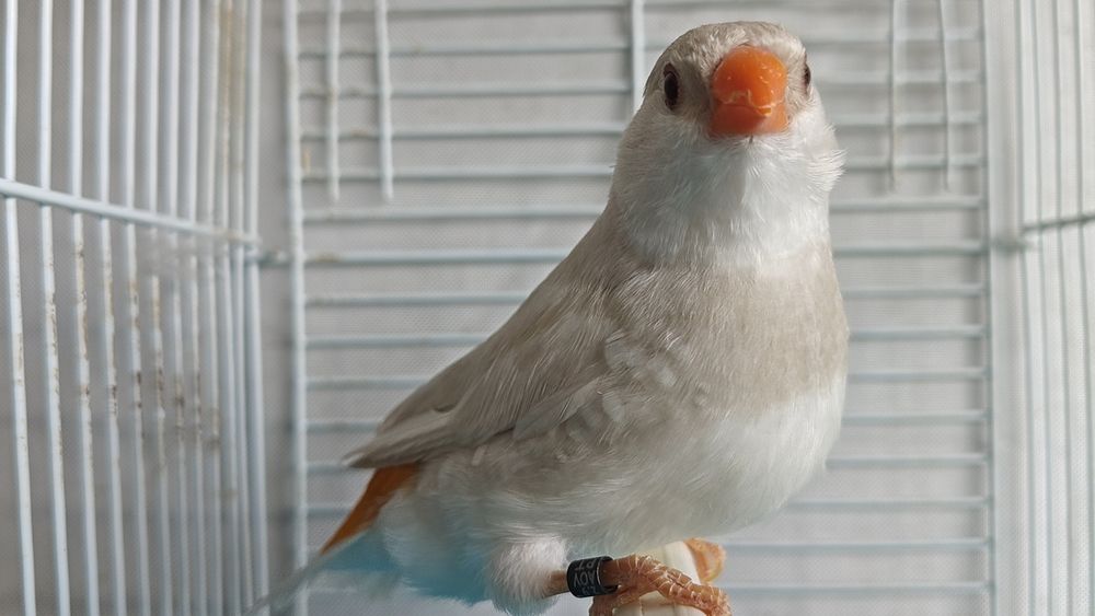 Diamantes sparrow