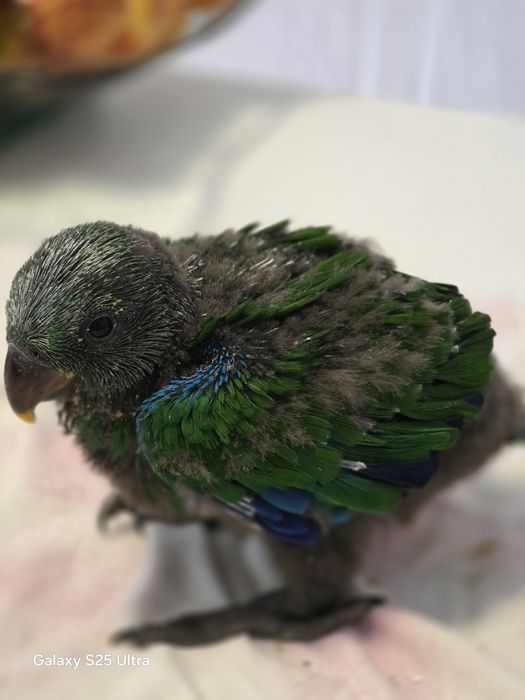 Papagaio ecletus macho,  mais aula/instrução para acabar de criar.