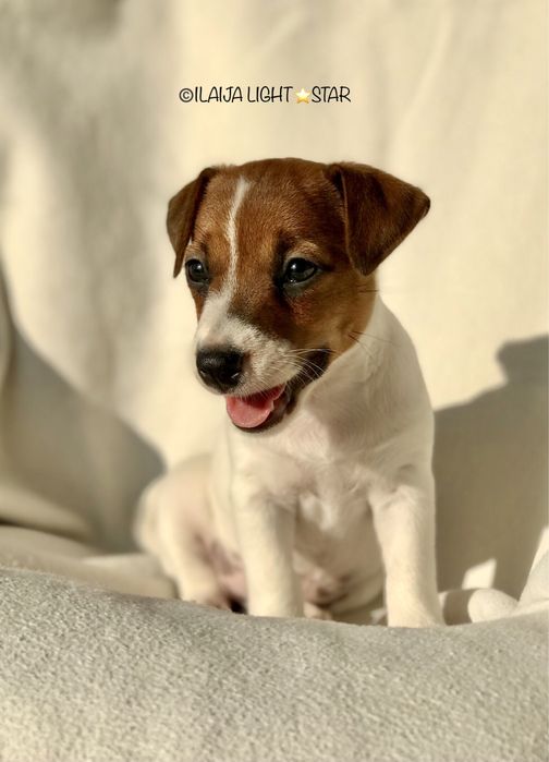 Шикарная  Девочка КСУ Питомник