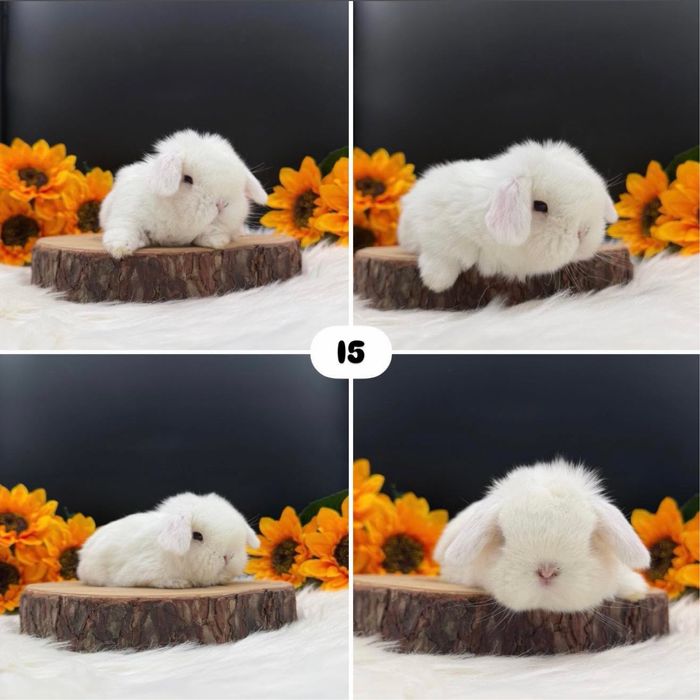 Króliczek Mini Loop