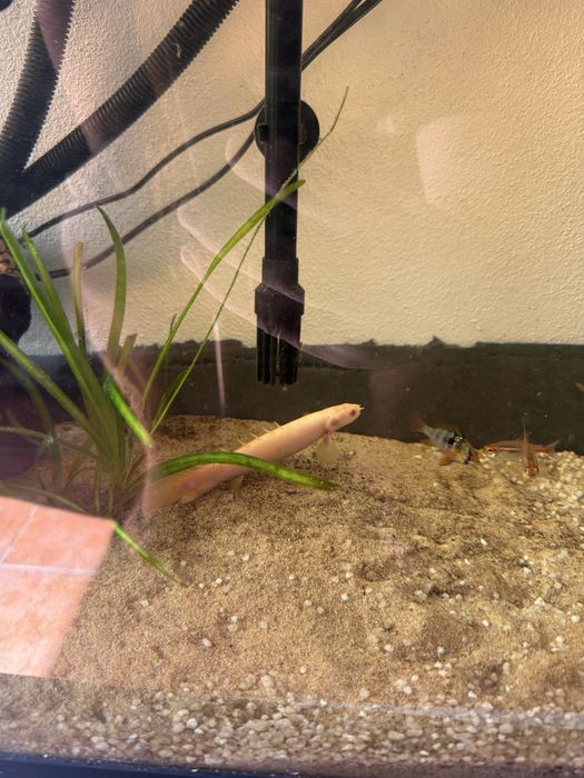 Aquario 80 Lts com Polypterus albino