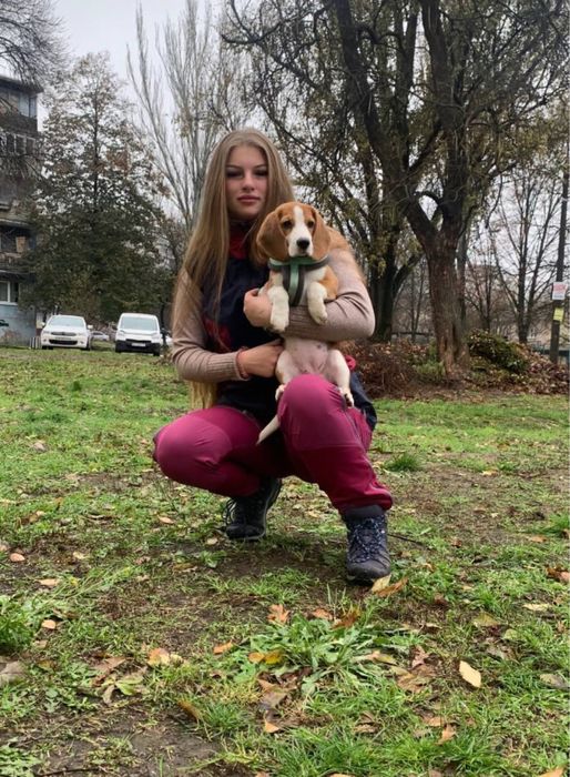 Кинолог Дрессировка собак від 500 грн