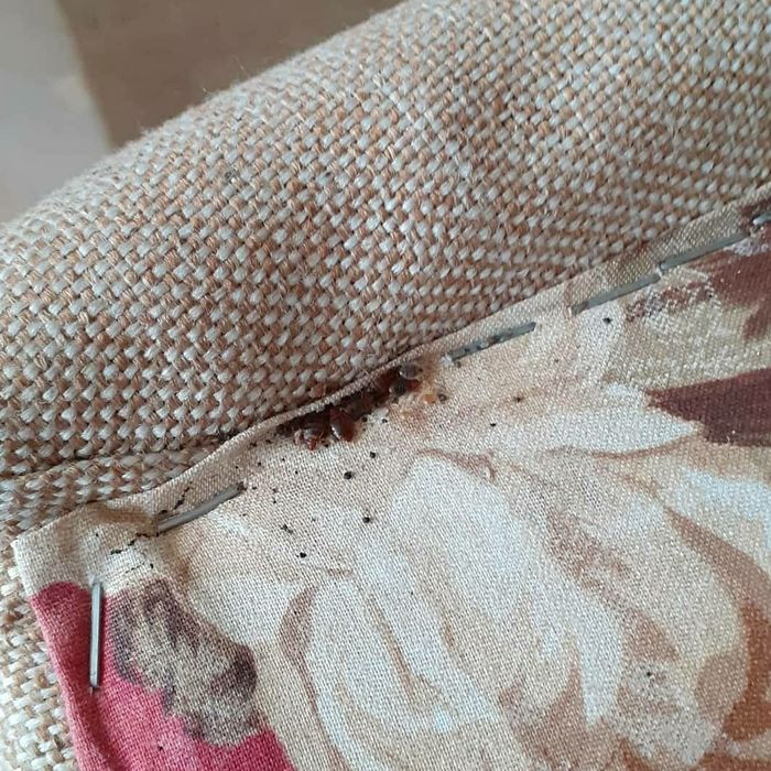 Уничтожение, травля тараканов, клопов, грызунов. Дезинфекция Днепр