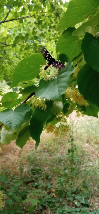 Лекарственные травы ...цветы ,травы для чая