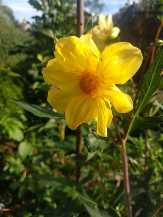 Nasiona dalii niskich 20 sztuk