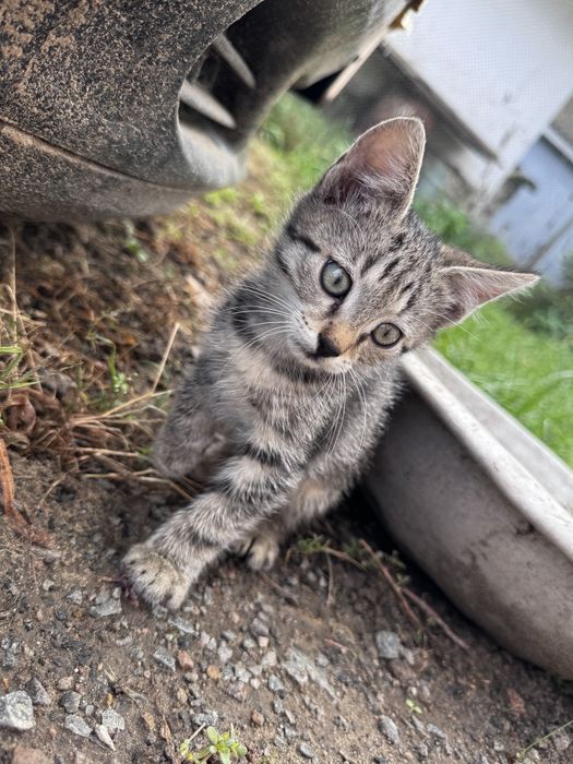 Кошенята Бершадь котик киця