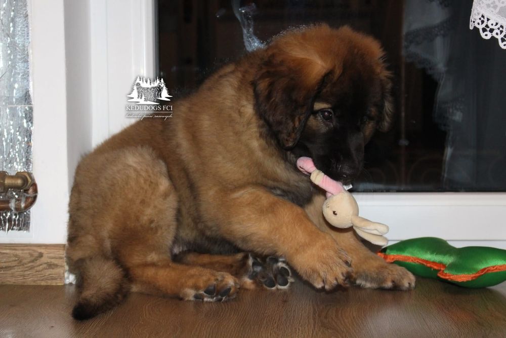 Leonberger suczka *FCI* ZKwP* gotowa do odbioru
