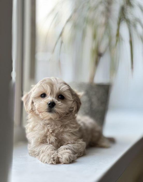 Міні мікро мальтіпу Мальтипу. З чіпом, паспортом. Дуже гарні і милі _)