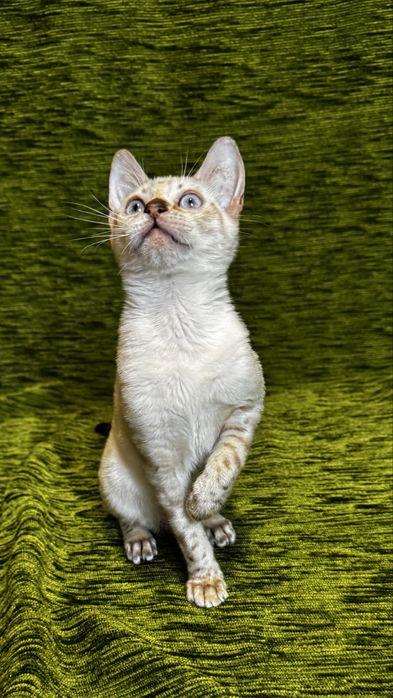 Бенгальські кошенята