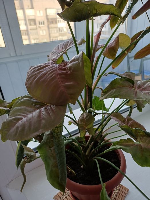 Продам вазон 480гр