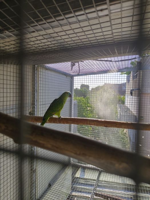 Papagaio astiva criada pelos pais