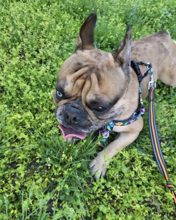 Вигул собак Дресирування Зооняня Кінолог Оболонь Мінська Київ