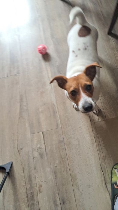 Jack russell terrier piękna suczka.