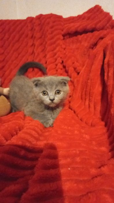 Femea scottish fold blue