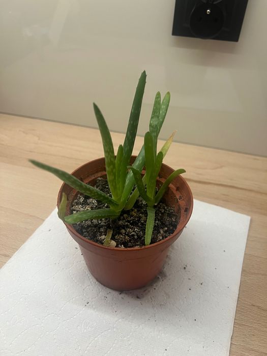 aloes, philodendrony