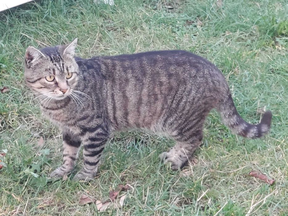 Коти, кішки 1.5 річні в добрі руки