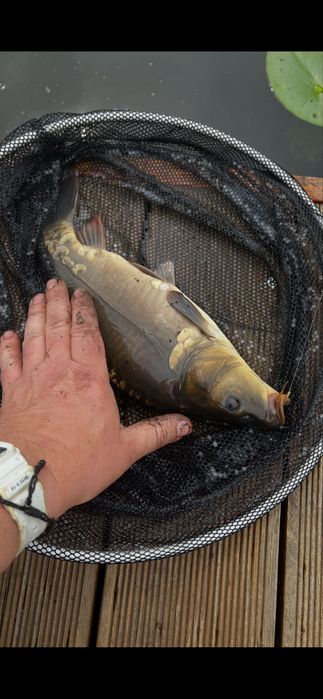 Karp  narybek 10-20 cm