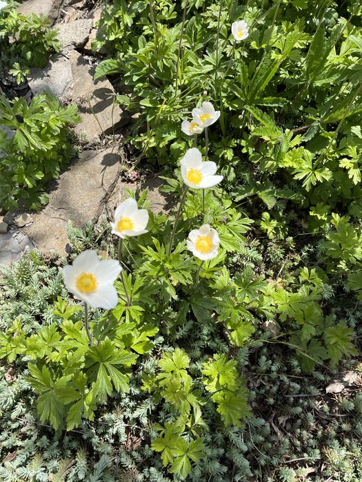 Анемона    белая