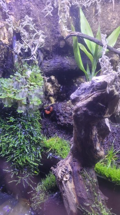 Paludário/Terrario Bioativo Completo 100L – Com LED, Cascata, Plantas, Camarões e Caranguejos Vampiros