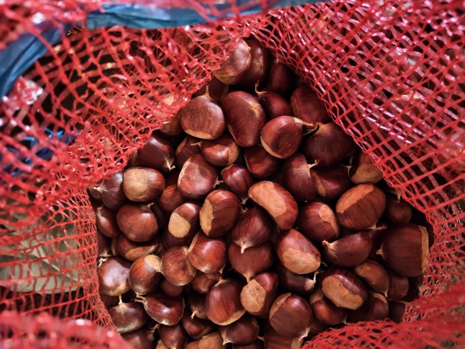 Castanhas graúdas e muito boas.