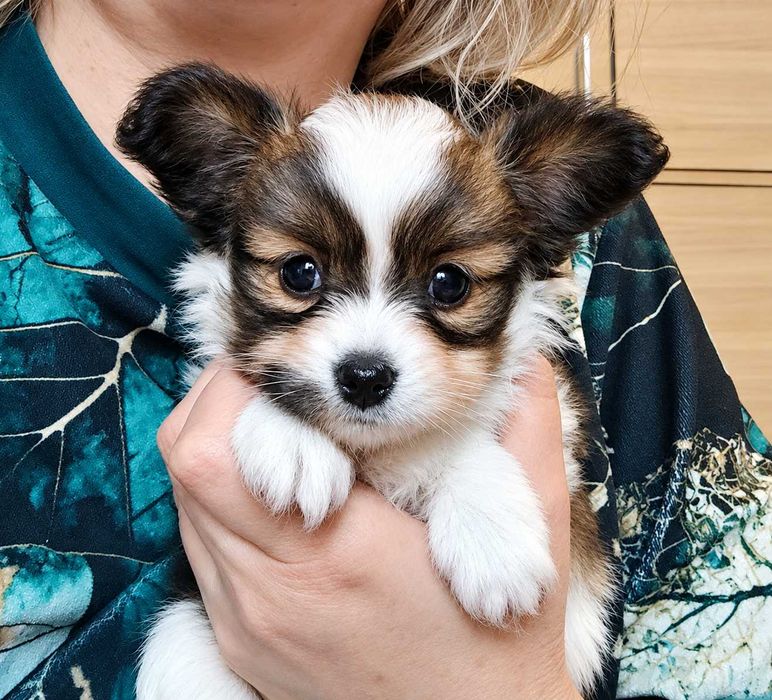papillon piesek sobolowy FCI