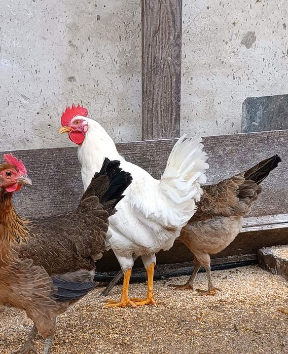 Koguty na sprzedaż