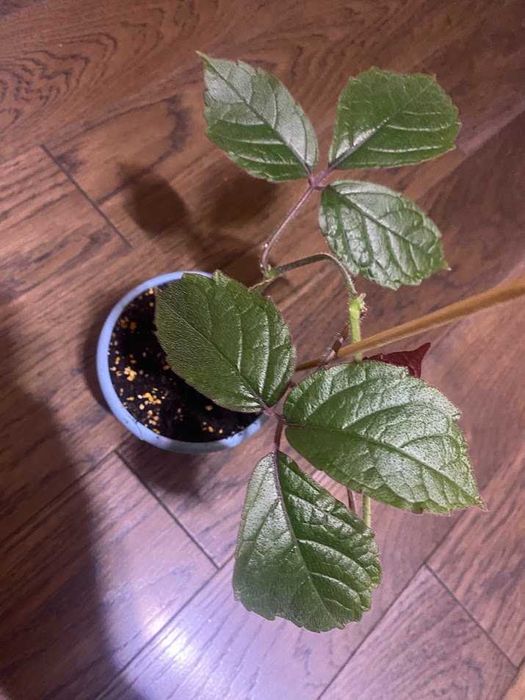 Cissus adenopoda, Цисус