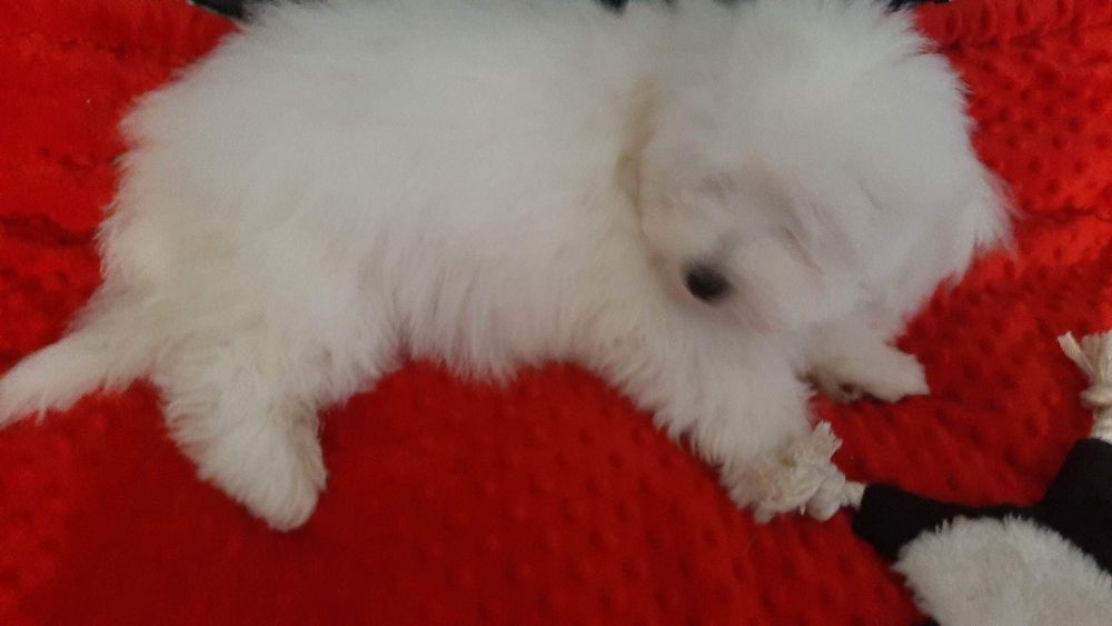 Cudowny Coton de tulear FCI