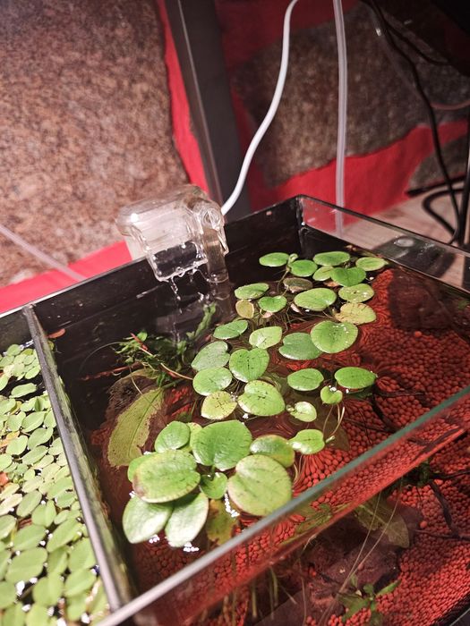 Limnobium amazon frogbit planta de superficie