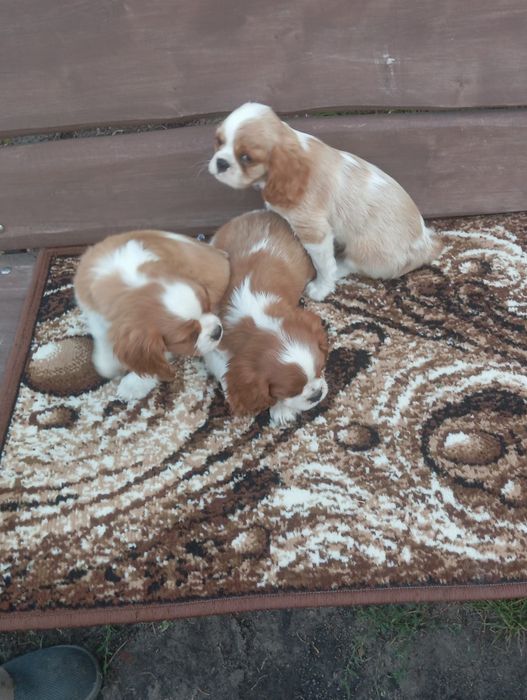 Cavalier king charles spaniel