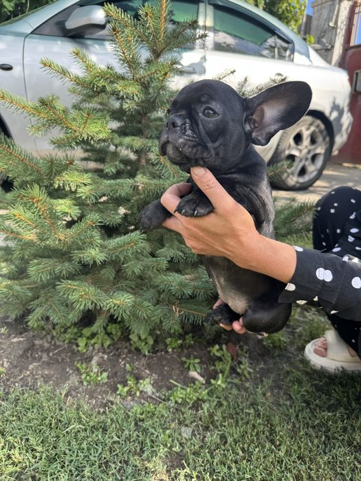 Французький бульдог щенята
