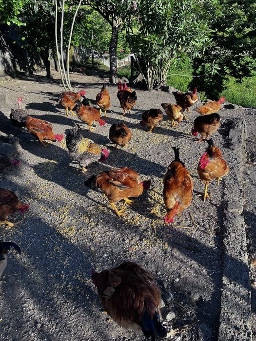 Galos e galinhas ( caseiros ).