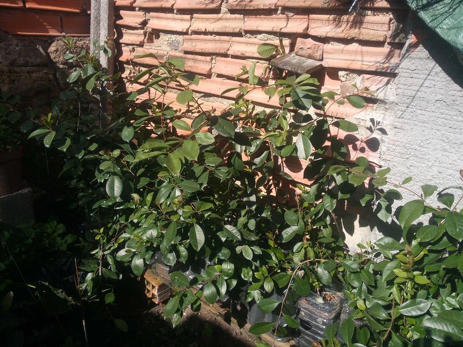 Araça roxo (Psidium myrtoides)