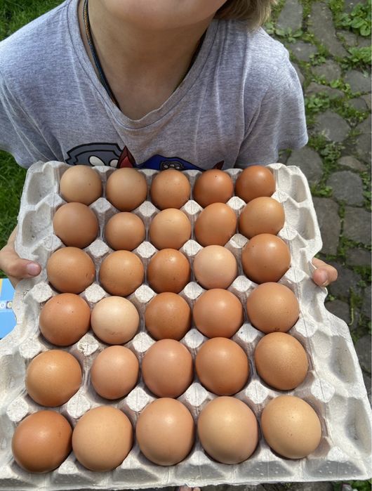 Домашні курячі яйця