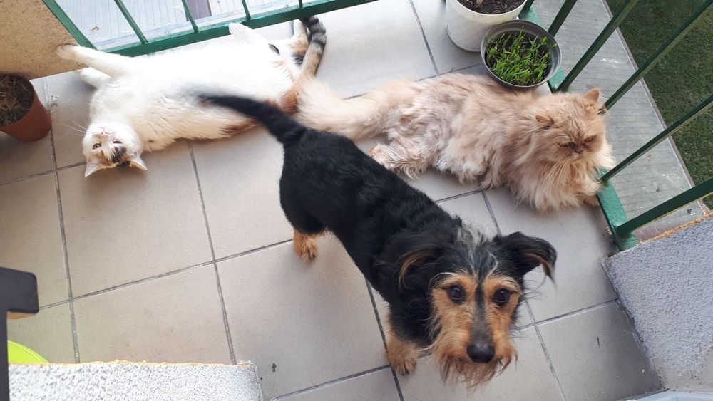 Opieka nad psami, kotami.