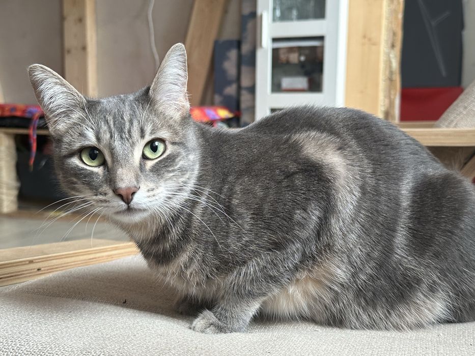 Zaginela kotka Yufka