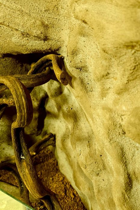 Terarium pająk jaszczórka modliszka patyczaki