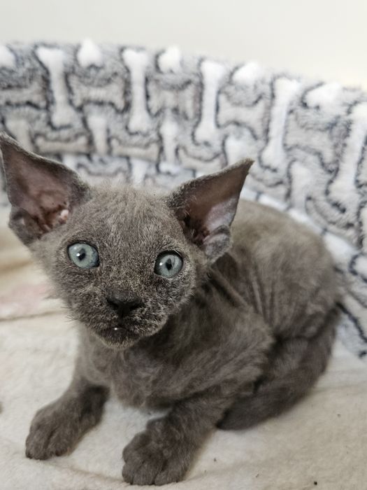 Umber dziewczynka niebieska  Devon Rex WCF