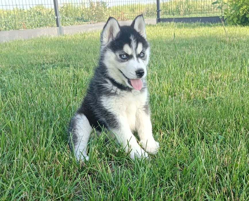 Szczeniaczek Siberian husky gotowy do odbioru.Elitarny rodowód