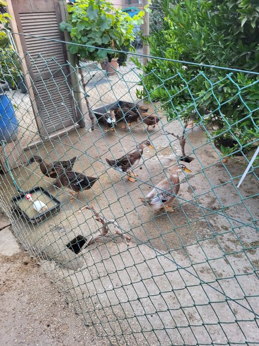 Vendo patos já grandes