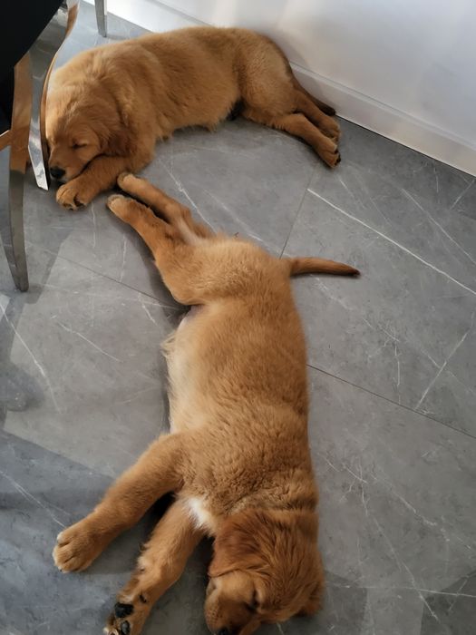 Golden Retriever ciemno złote  Badania genetyczne.