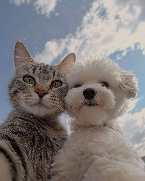 Передержка котов собак перетримка