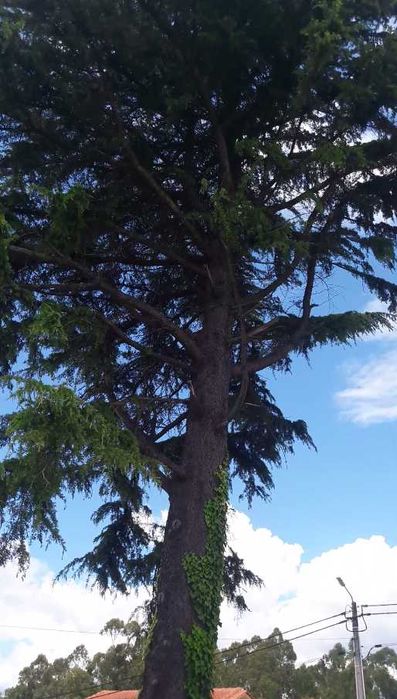 Doaçao de Madeira em Pé