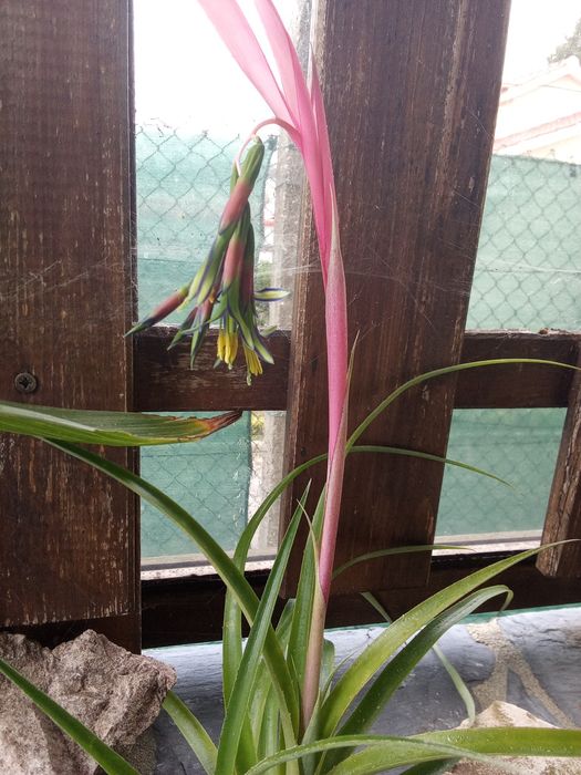 Bromélias lágrimas de rainha