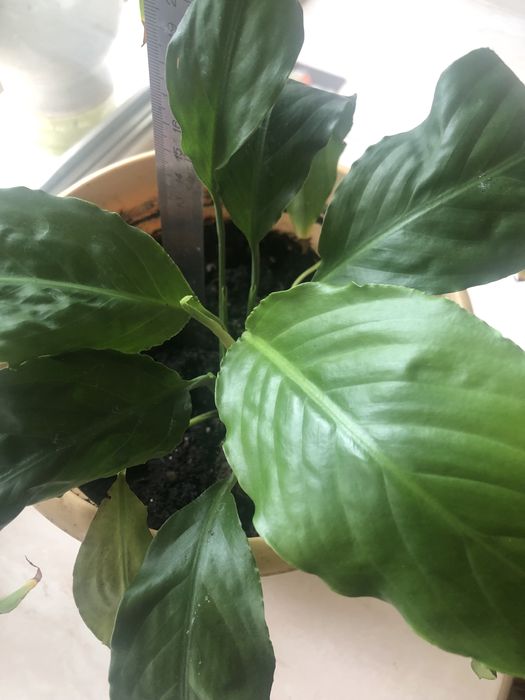 Спатефіліум / жіноче щастя