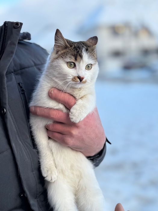 Киця шукає родину, безкоштовно