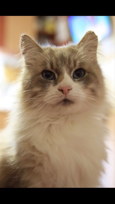 Пропав кіт, Винагорода за повернення !!!