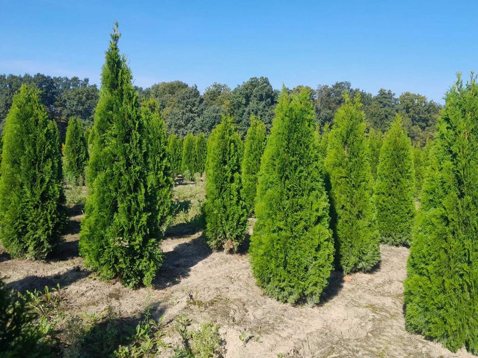 Tuje Szmaragd, Brabant, Blue Arrow! Sadzenie i transport! Do 250 cm!