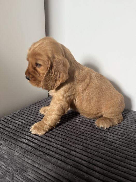 suczka cocker spaniel angielski